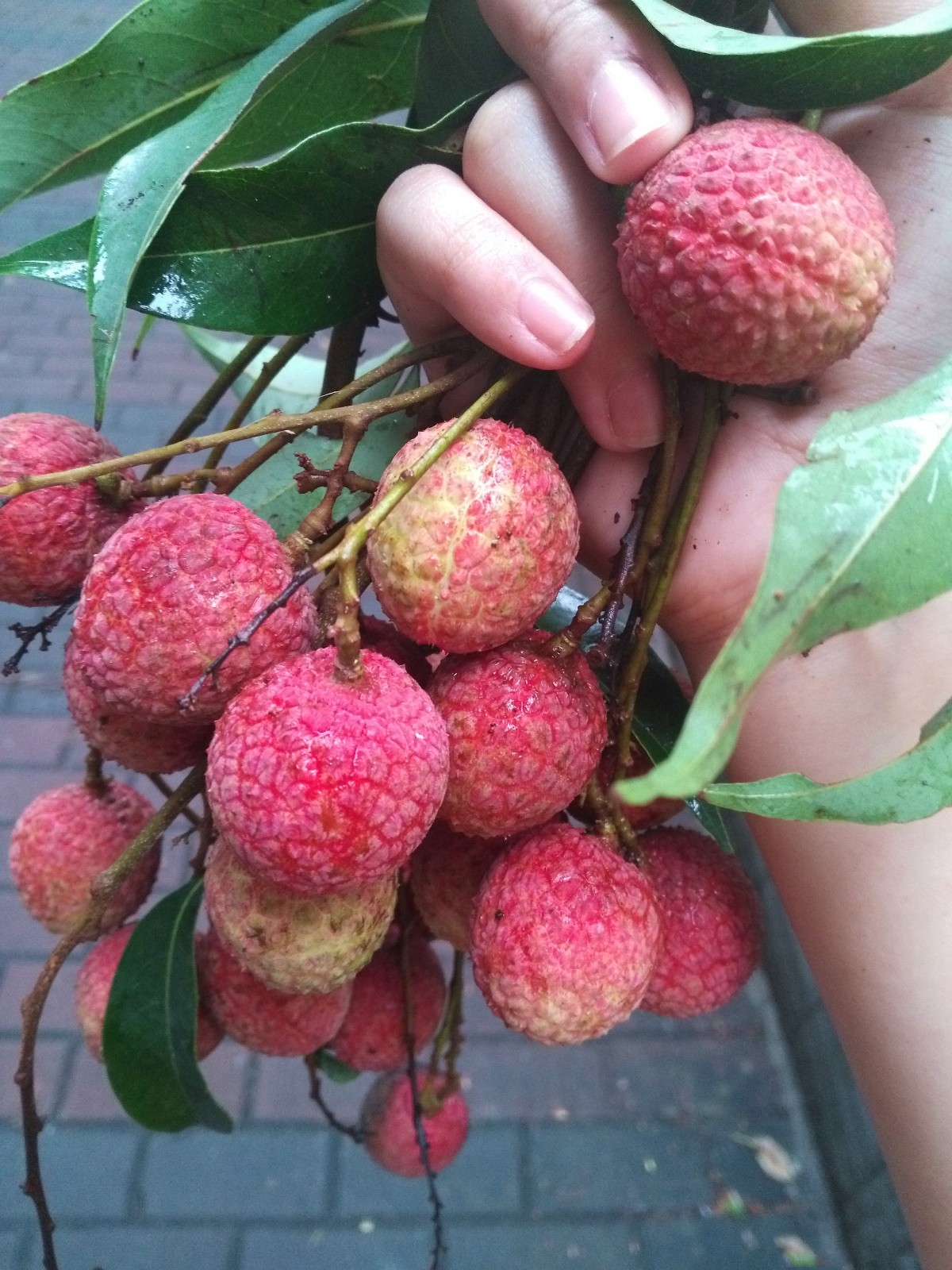 大学校园荔枝大丰收,每天采摘万斤请全校师生免费吃