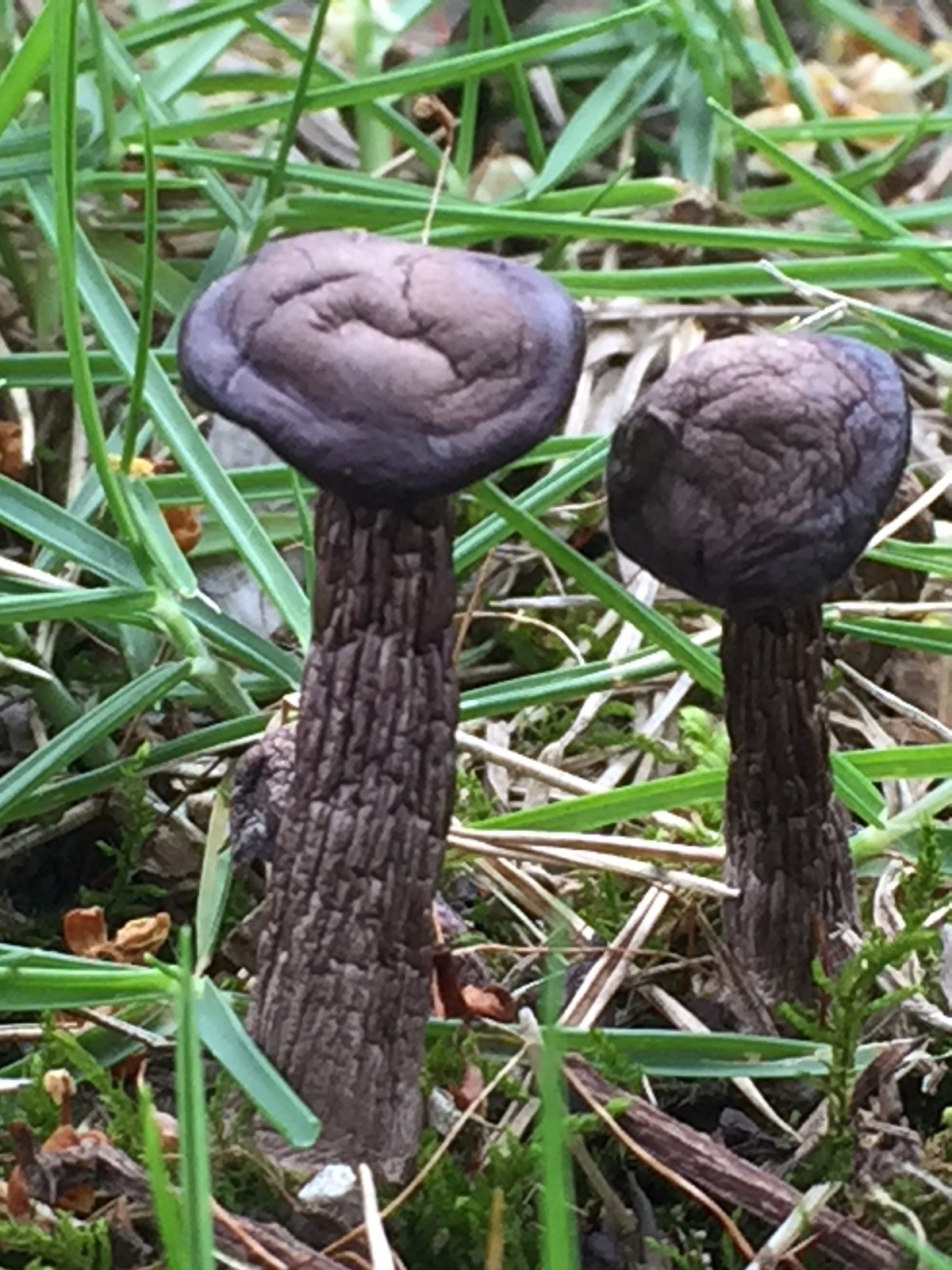 有谁知道这些松树下生长的蘑菇能吃吗？_百度知道