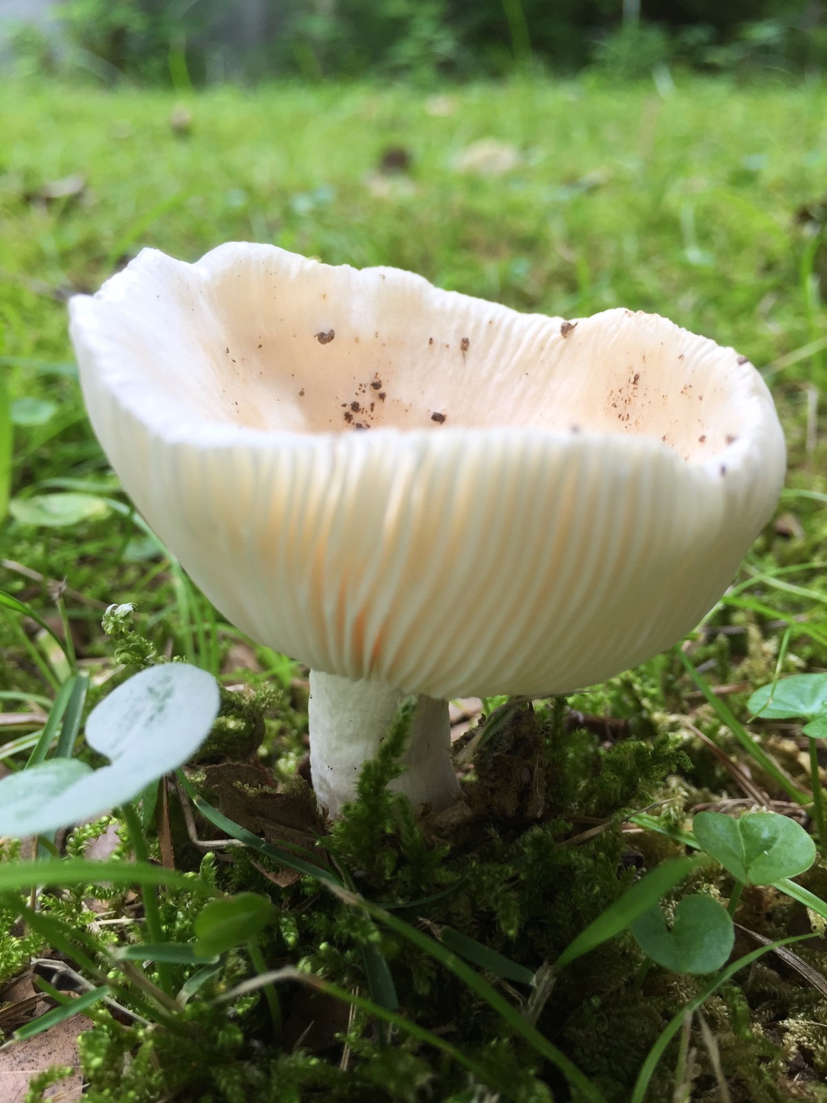 雨后是蘑菇的春天,各种各样的蘑菇多姿多彩,你见过几种?/40图