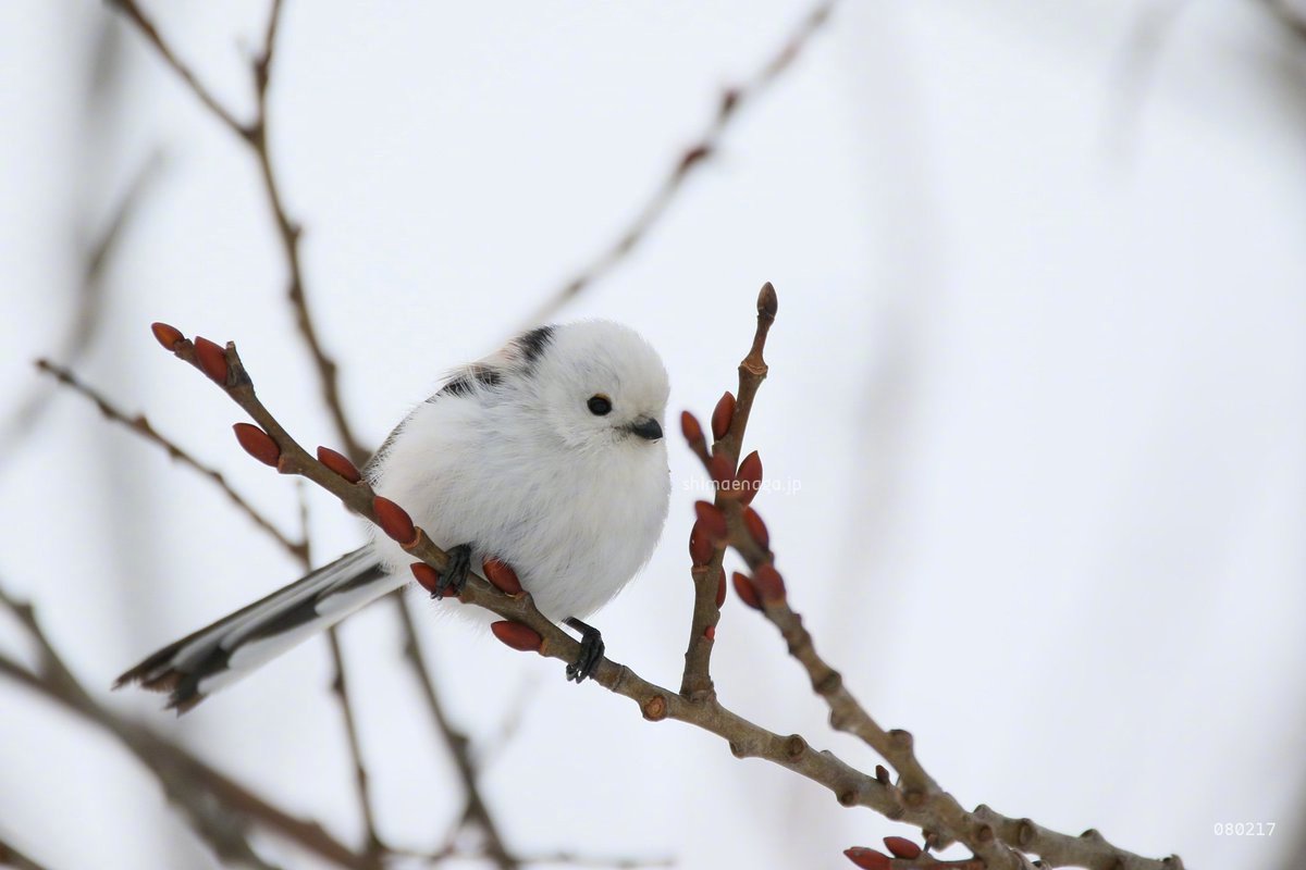 摄影师yanagisawa gou镜头下的银喉长尾山雀,在一鸟静静地看雪