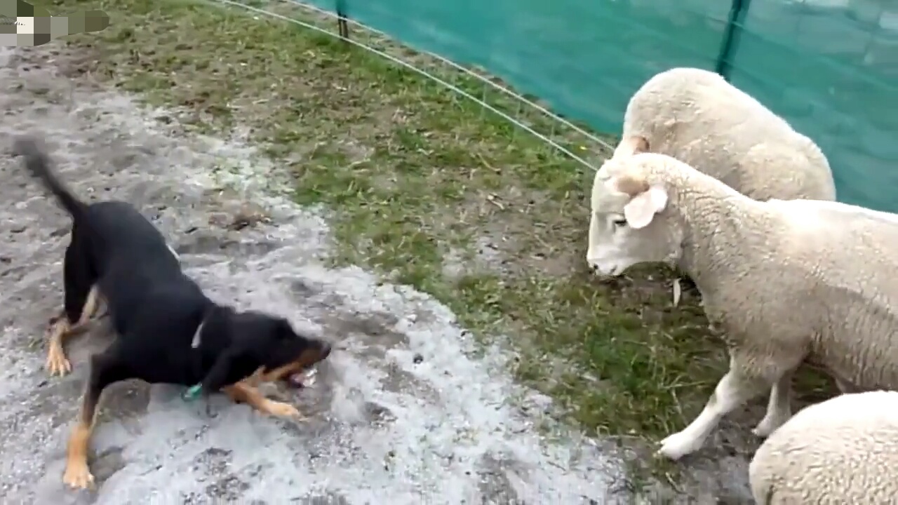 狗狗想管教一群小羊不久后颜面全无