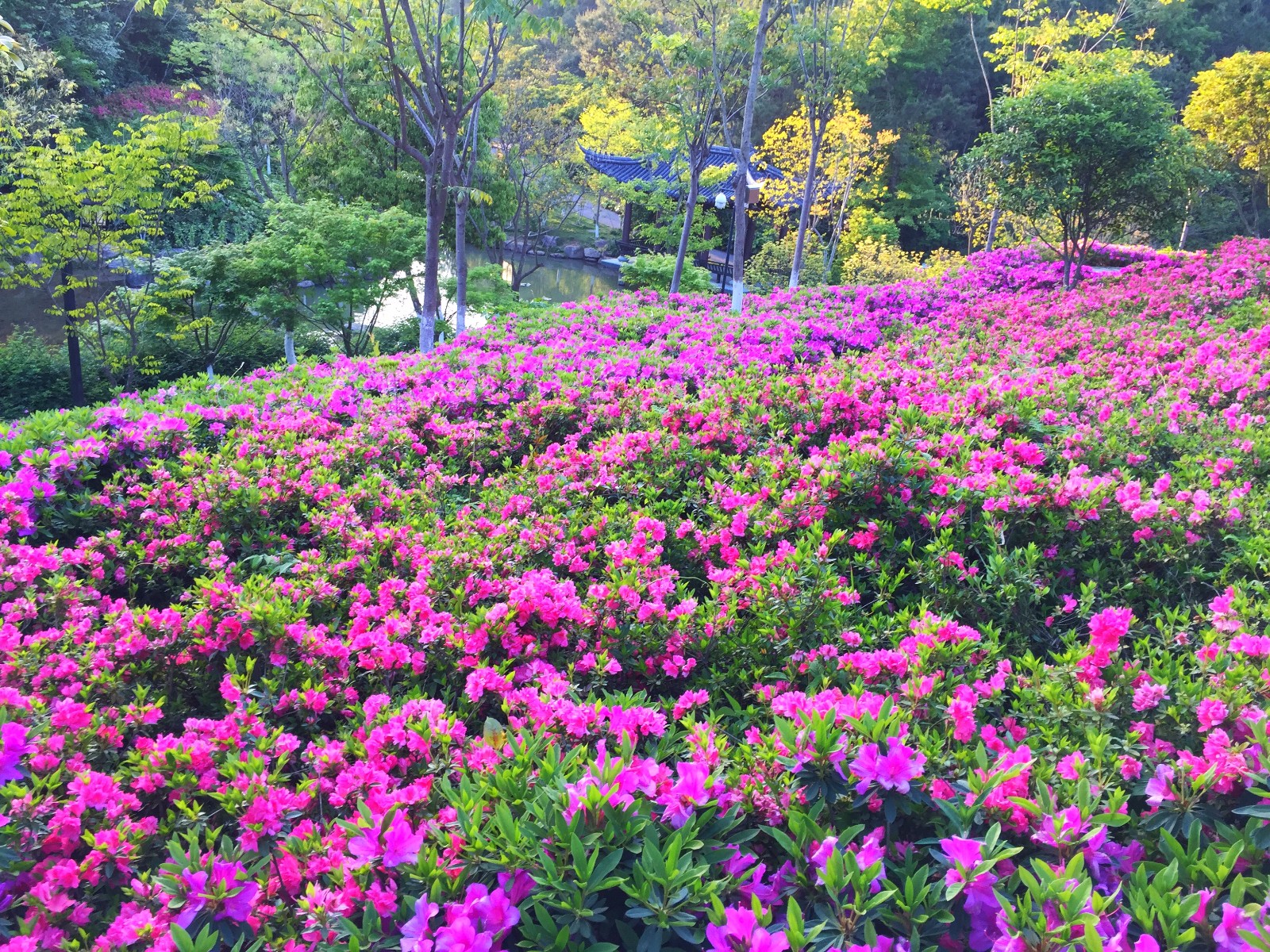 温岭植物园杜鹃花盛开,吸引美女各种留影 /14图