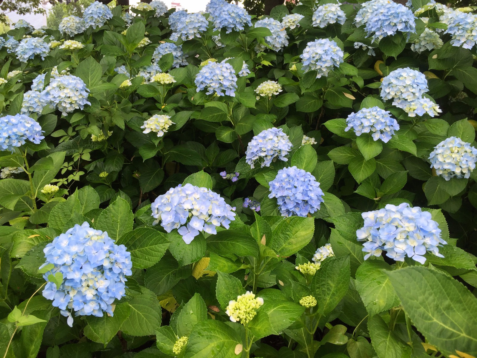 【草绣球】/19图