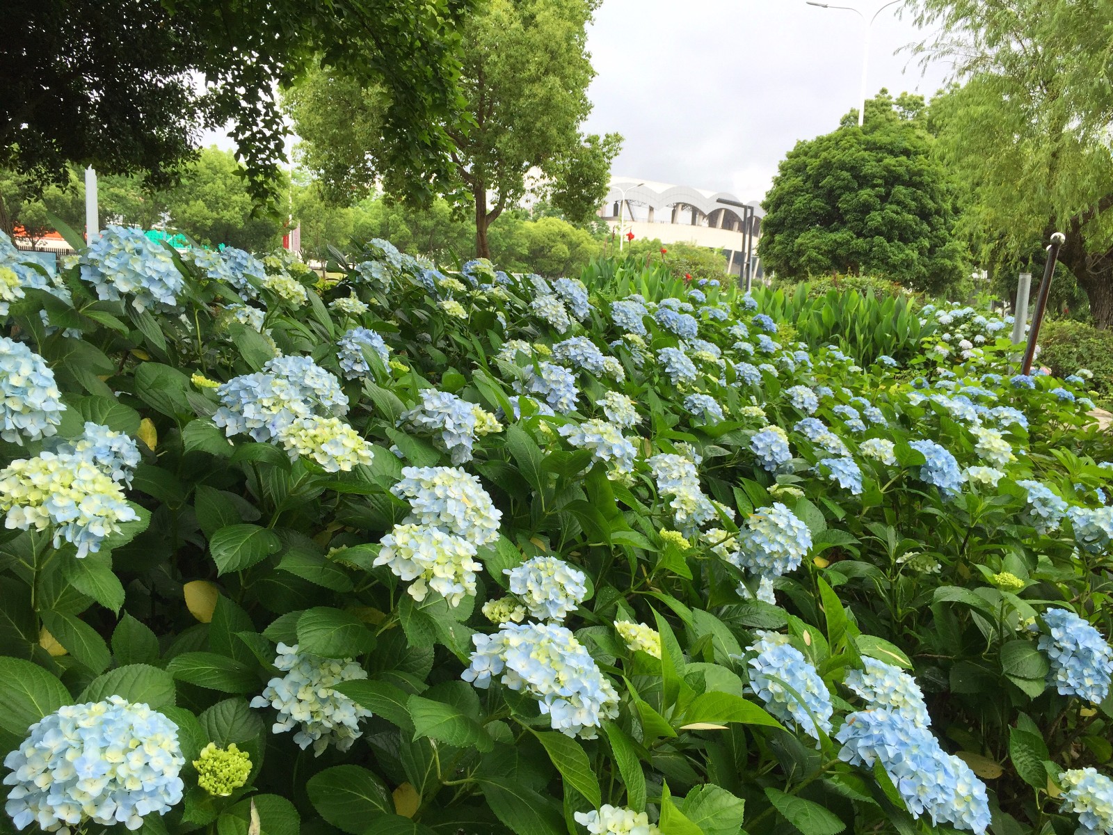 【草绣球】/19图