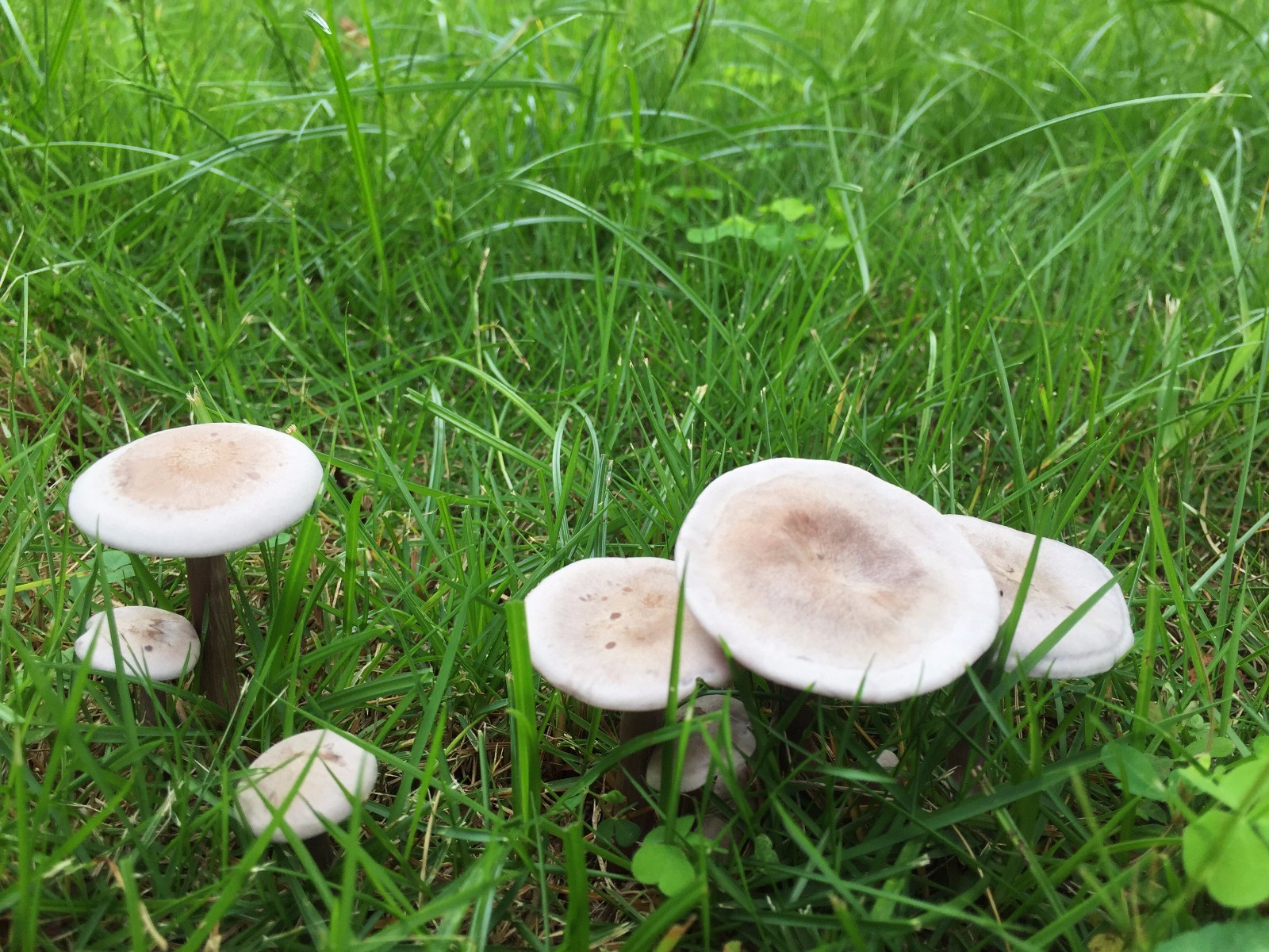 雨后是蘑菇的春天,各种各样的蘑菇多姿多彩,你见过几种?/40图