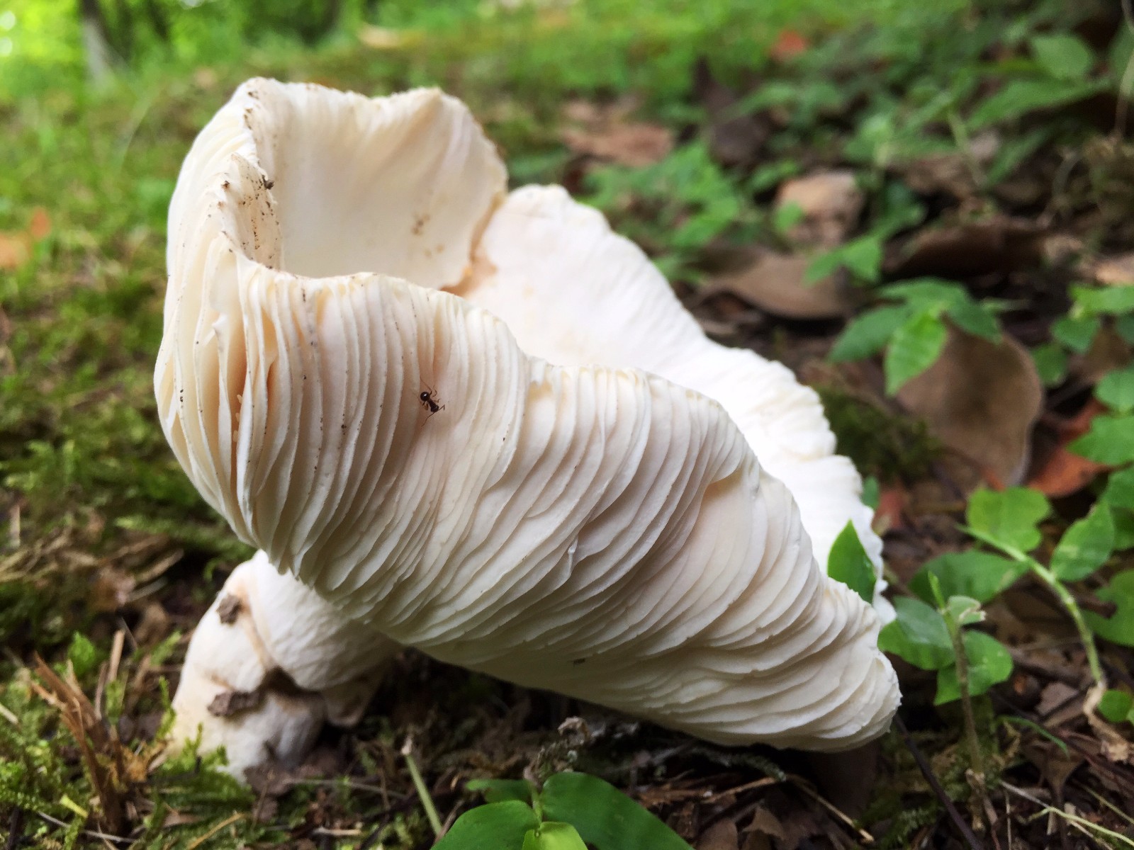 雨后是蘑菇的春天,各种各样的蘑菇多姿多彩,你见过几种?/40图