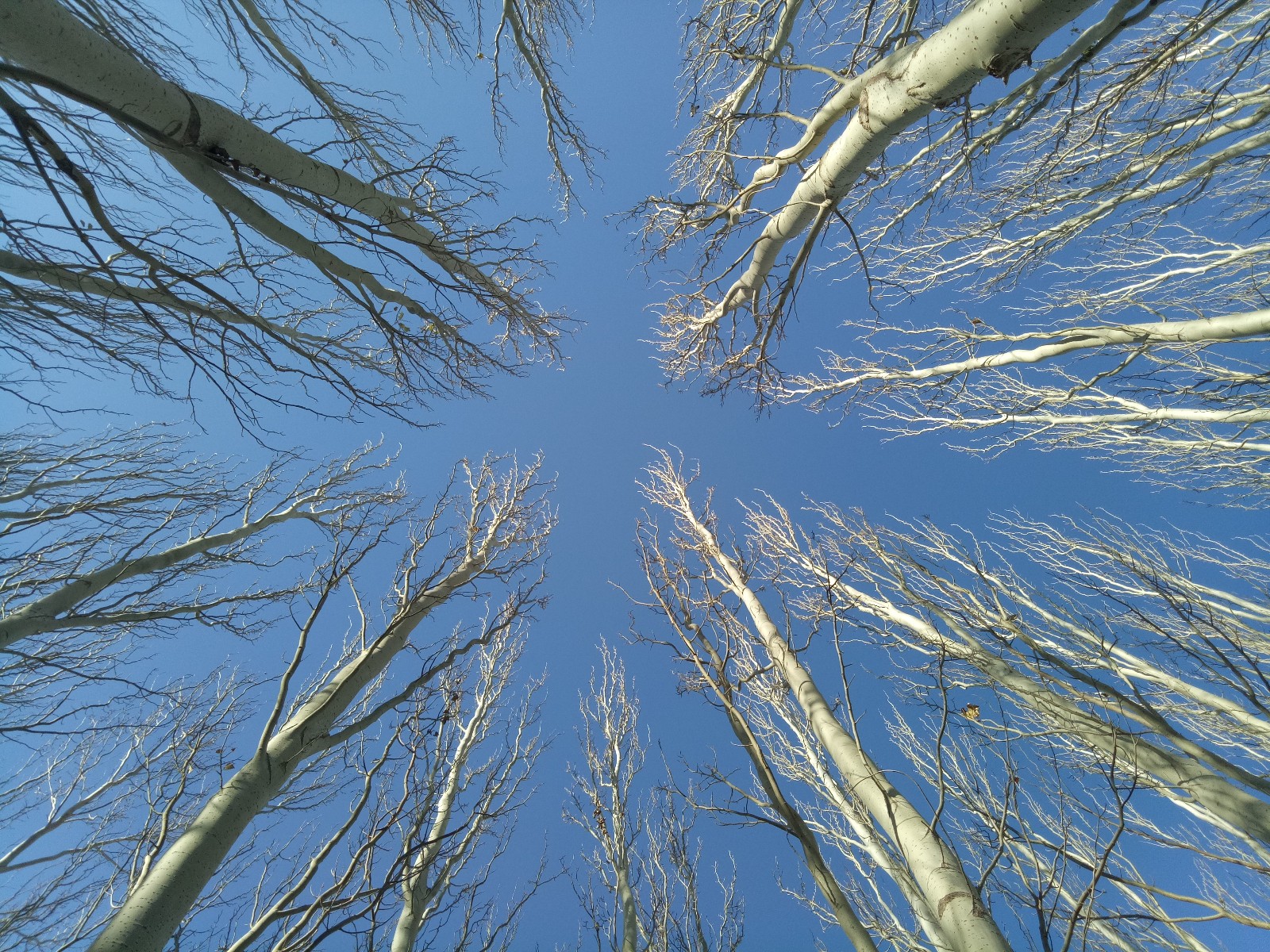 抬头看看北方秋天的白杨树,给你不一样的惊喜,原创摄影