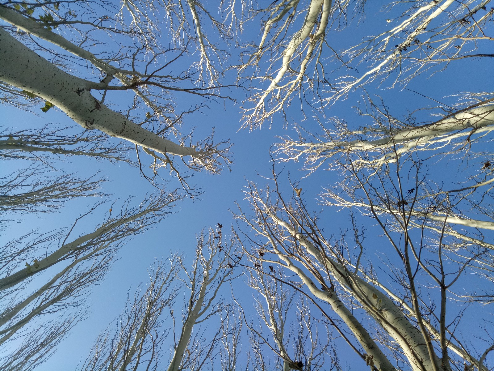 抬头看看北方秋天的白杨树,给你不一样的惊喜,原创摄影