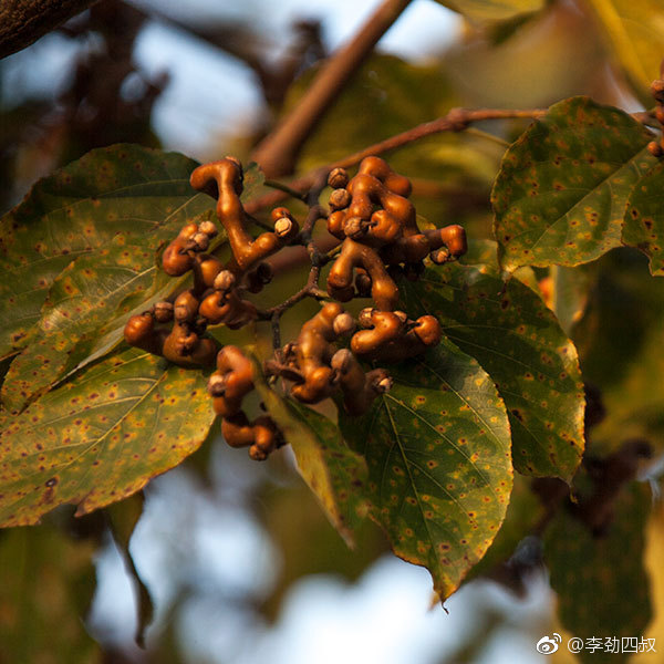 鸡爪梨学名枳椇