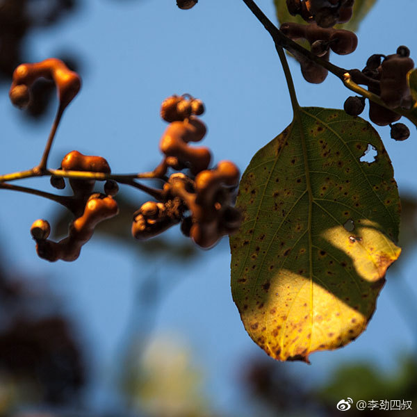 鸡爪梨学名枳椇