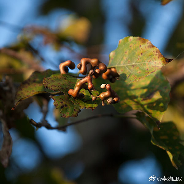 鸡爪梨学名枳椇