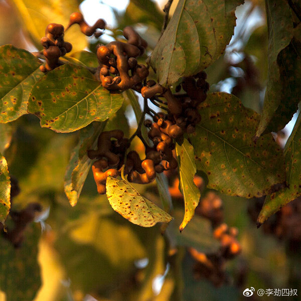 鸡爪梨学名枳椇