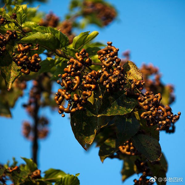 鸡爪梨学名枳椇