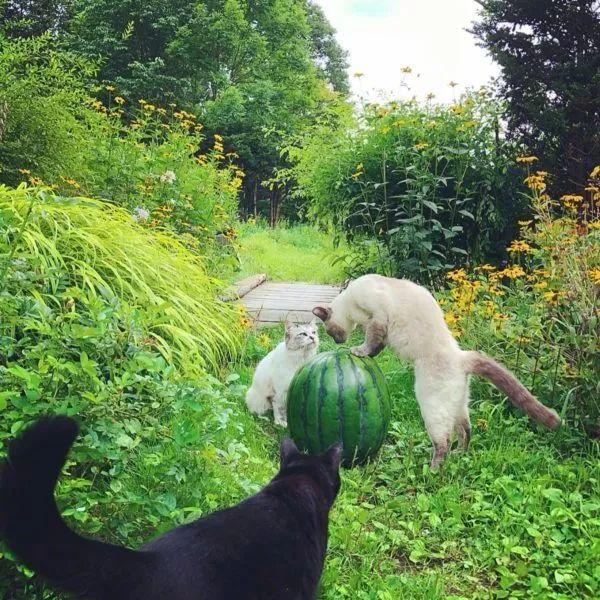 众猫咪正摘瓜解渴遇到流浪黑猫讨水喝直接带回家收编了
