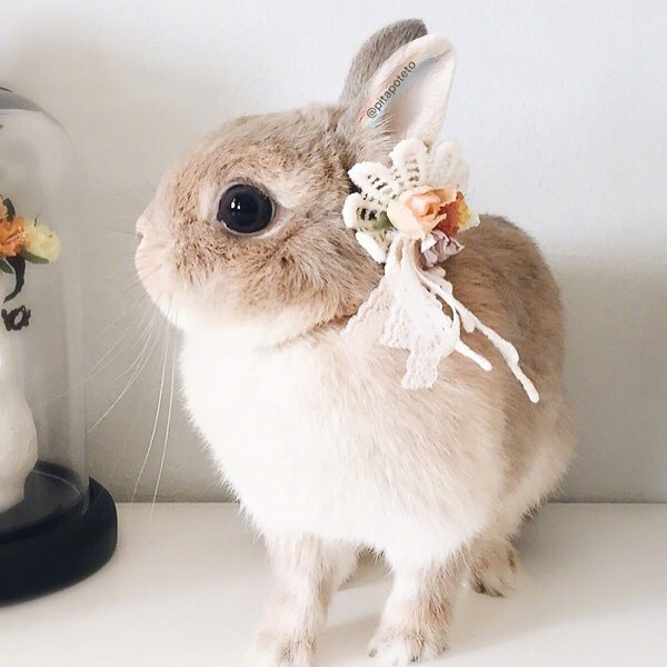 兔兔界的小仙女poteto,羡慕它有这么多好看的头饰