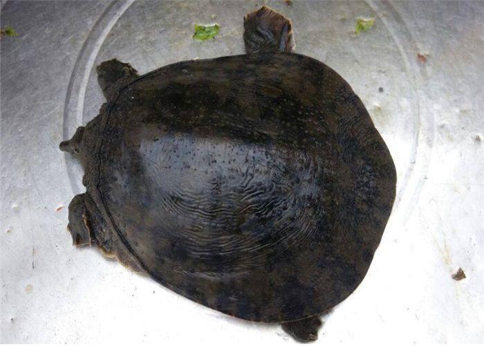 现在确实很难见|塘角鱼|野味|野生甲鱼_新浪新闻