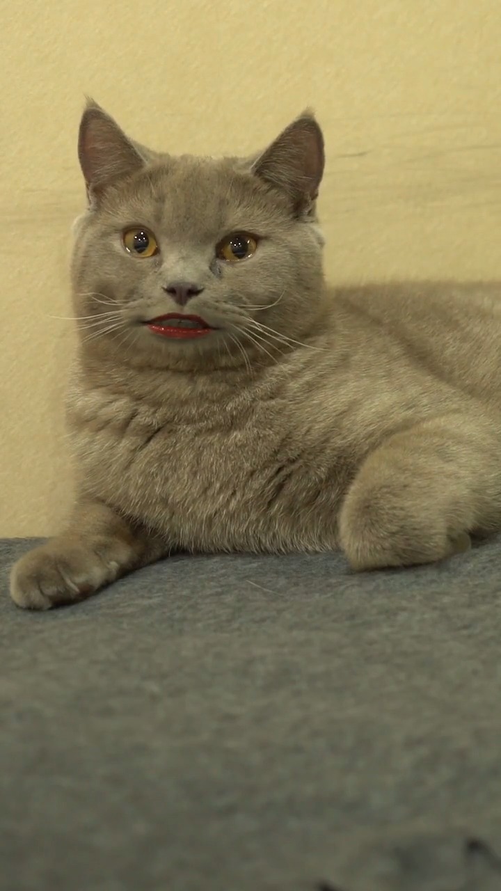 我已经忘了猫嘴长什么样子了哈哈哈哈哈哈哈哈好魔性