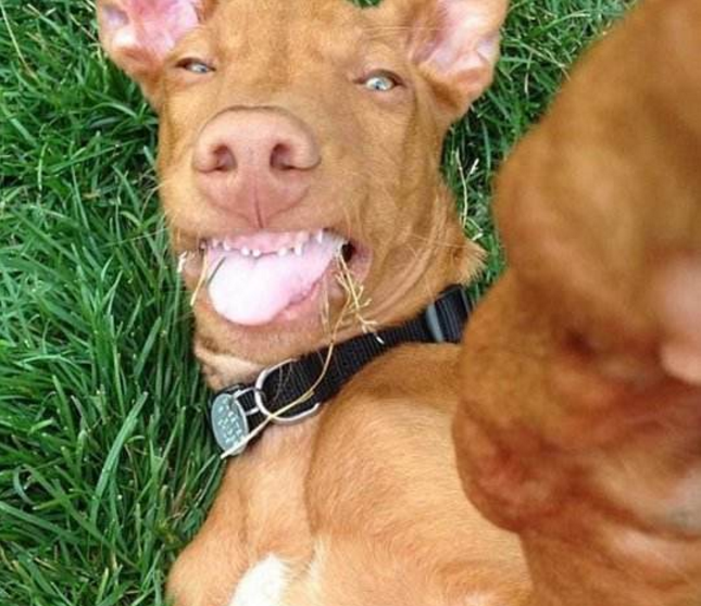 能够自拍的狗连品种的都不知道的狗狗竟然拍照那么好看