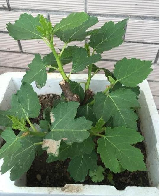 盆栽无花果树,一个枝条就能种!还附养护攻略教你种植无花果!