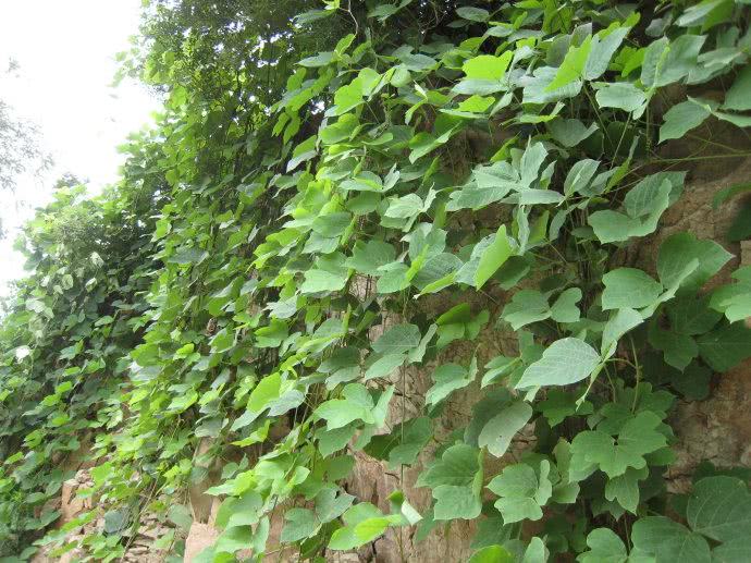 农村常见植物,过去惹人厌,出国却开始任性,如今5元一斤很稀罕|葛藤