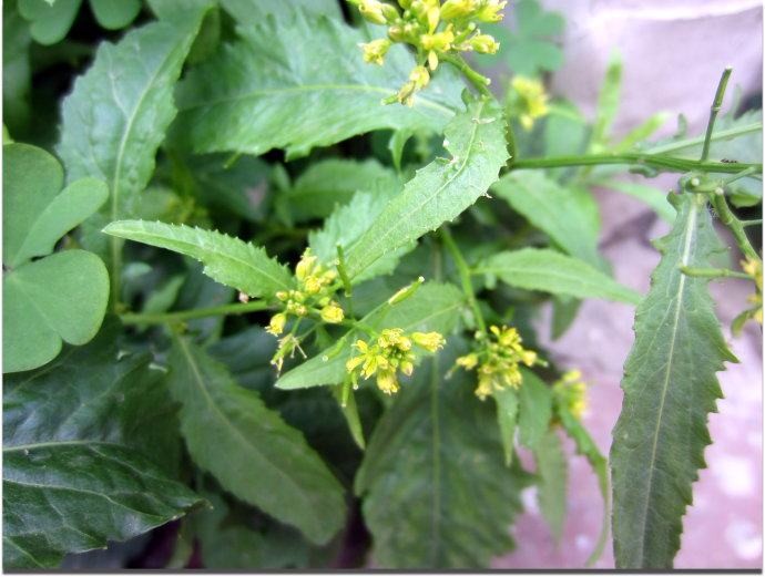 蔊菜,科属蔊菜为十字花科植物落菜的嫩茎叶.