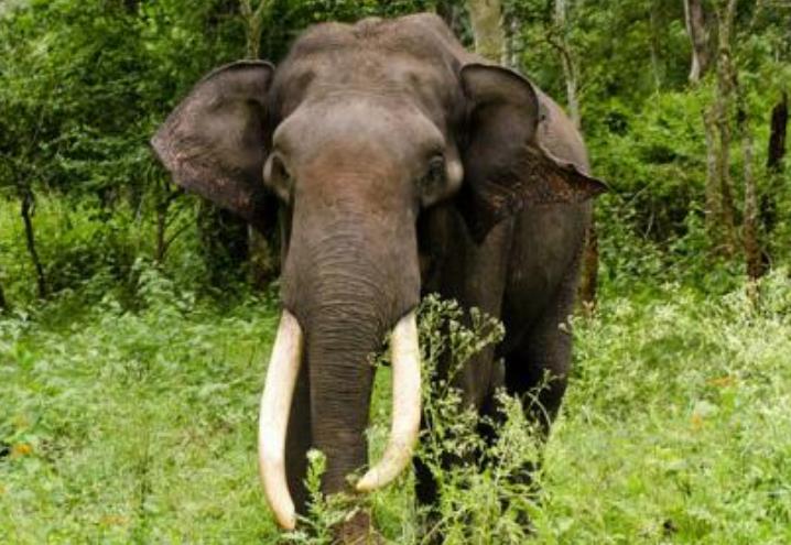 5种被目击的灭绝动物第3种为远古物种存活几率大