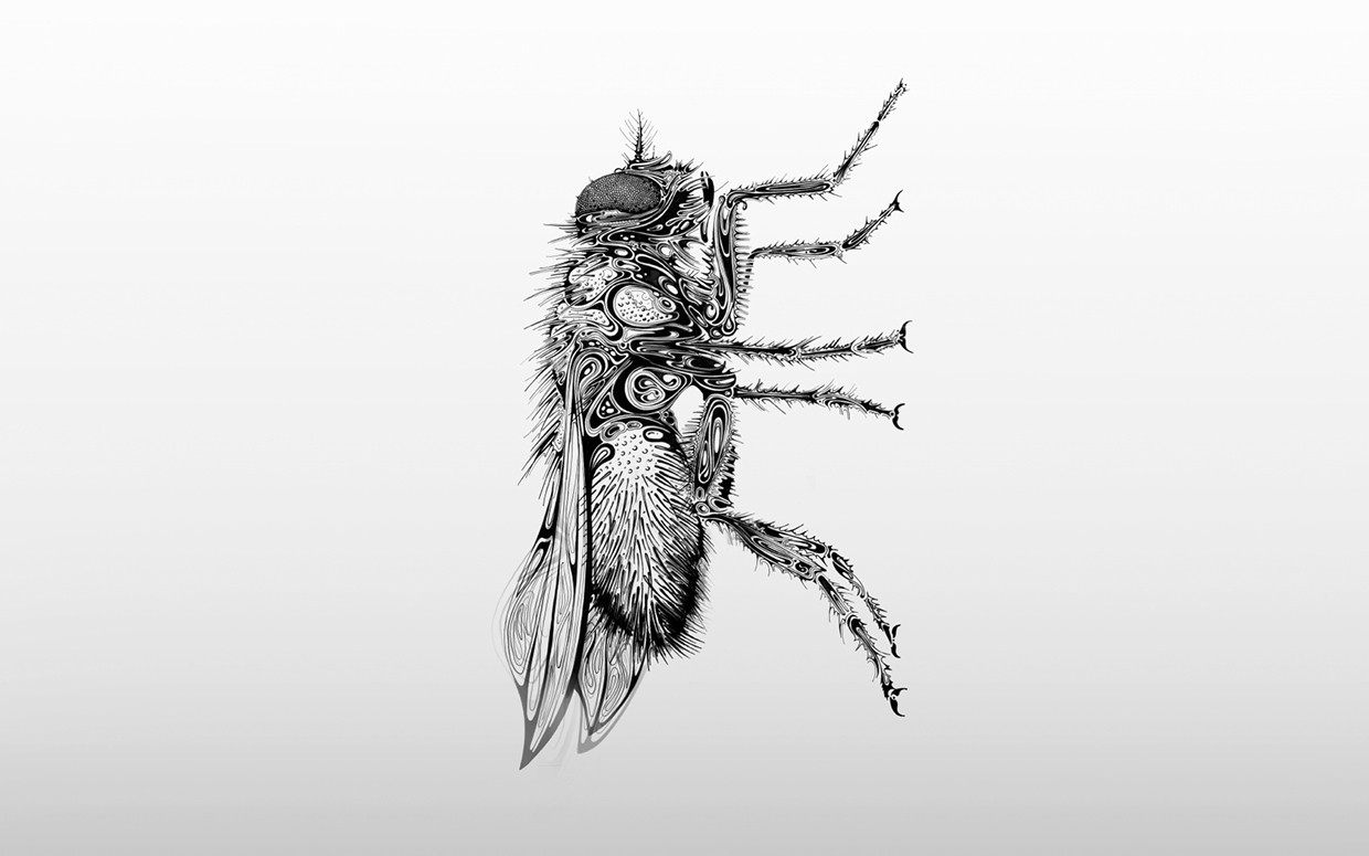 超细腻生动的笔触描绘的昆虫英国平面插画师siscott