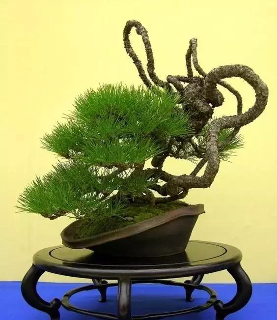 一盆一景一世界 异形盆景赏