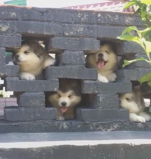 小狗们冒头出围墙,一个洞一只狗,被萌到了