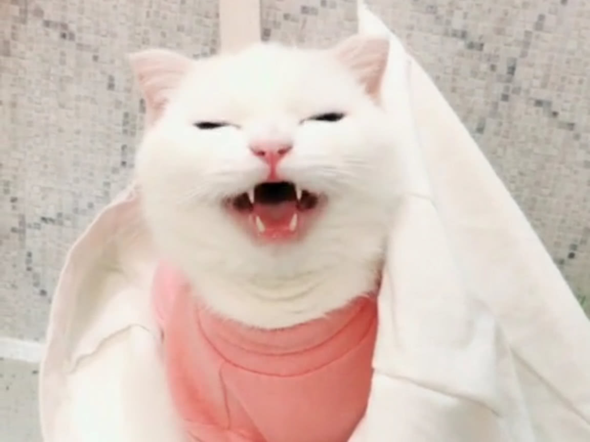 一只长相乖巧可爱的猫咪笑起来要人命那种不信看看啊