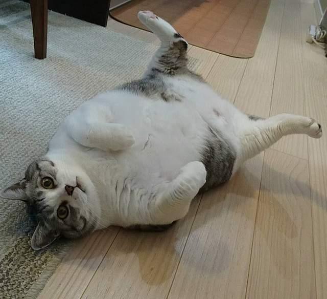超级圆滚滚大胖猫,这看起来就像是活生生的猫饼啊