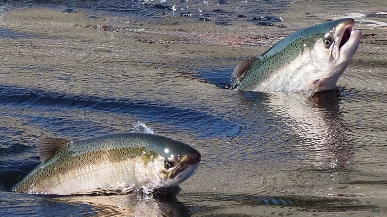 大马哈鱼竟可以跃过瀑布难道它们也想学鲤鱼跃龙门