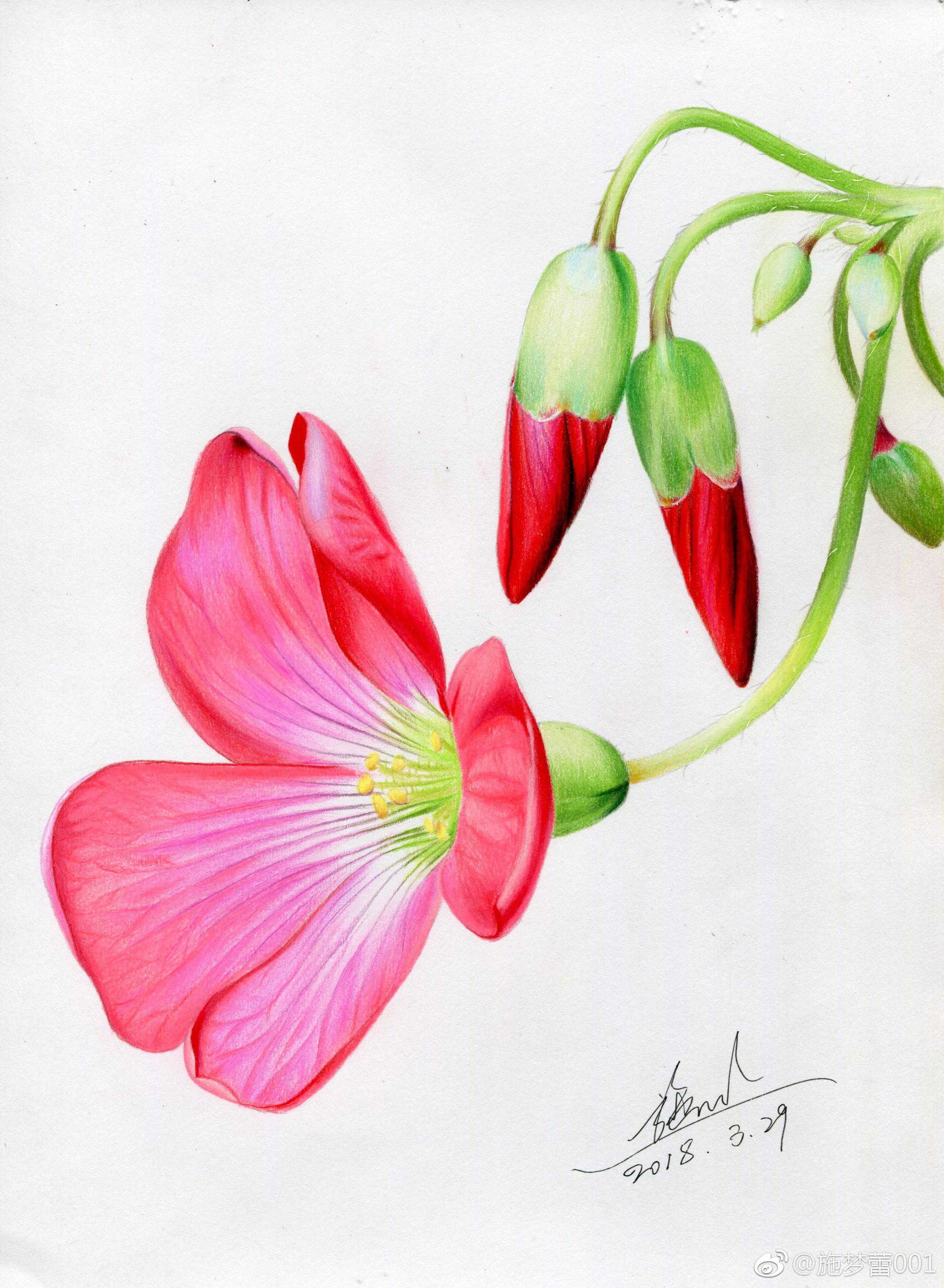 酱酸草,感觉不起眼的小花花