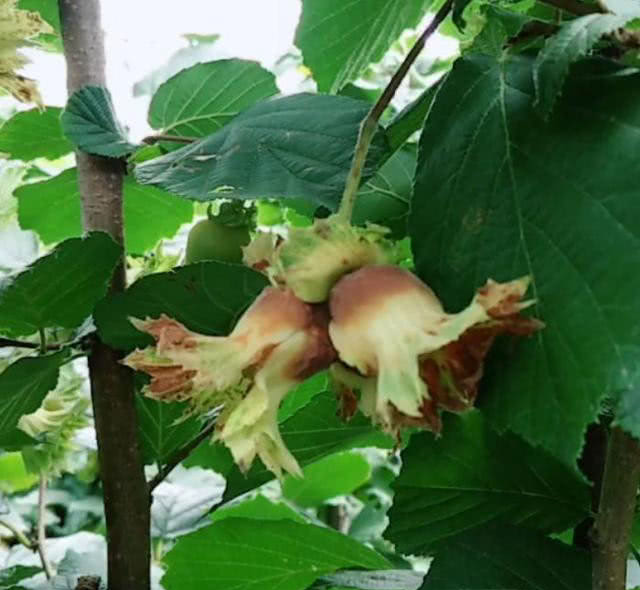 农民种植的"它",亩产500斤,每斤40元,年赚几十万!