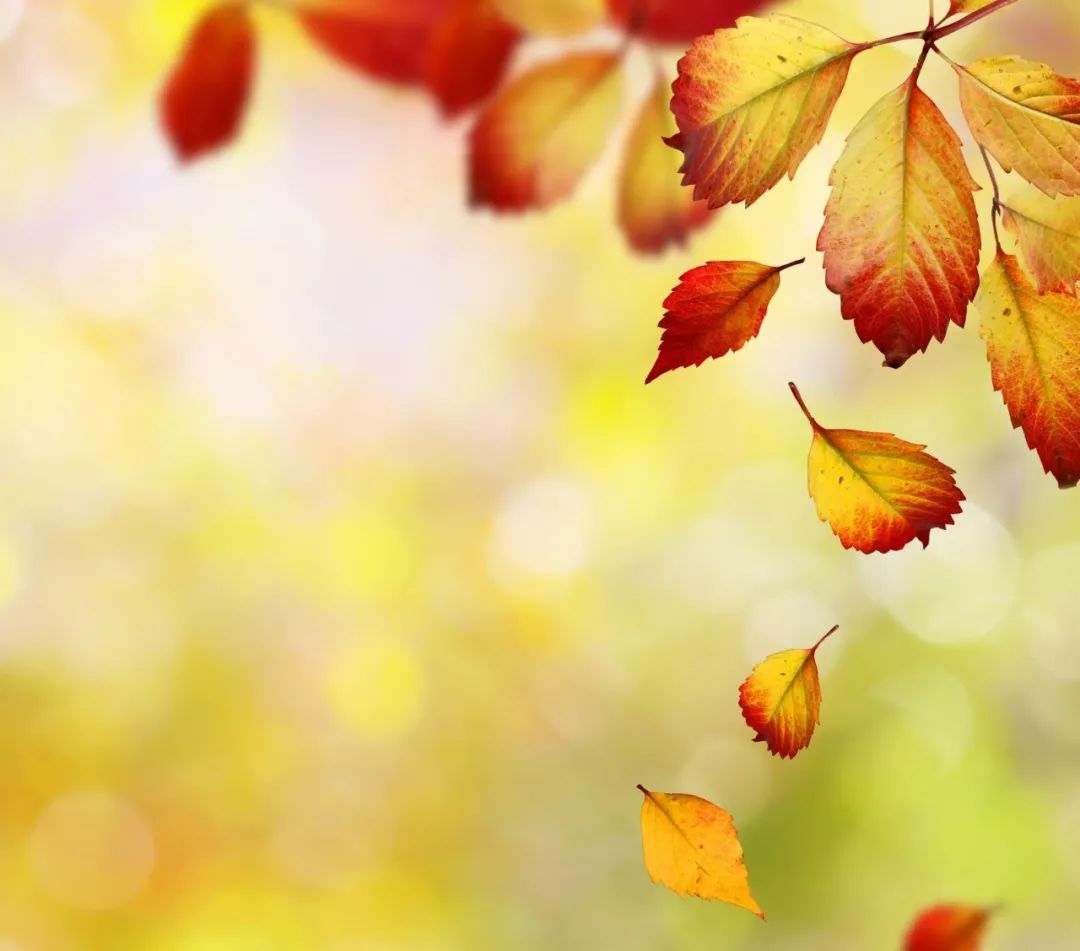 心理测试:你的爱情像哪片飘落的树叶,测你的感情磨合期会多久