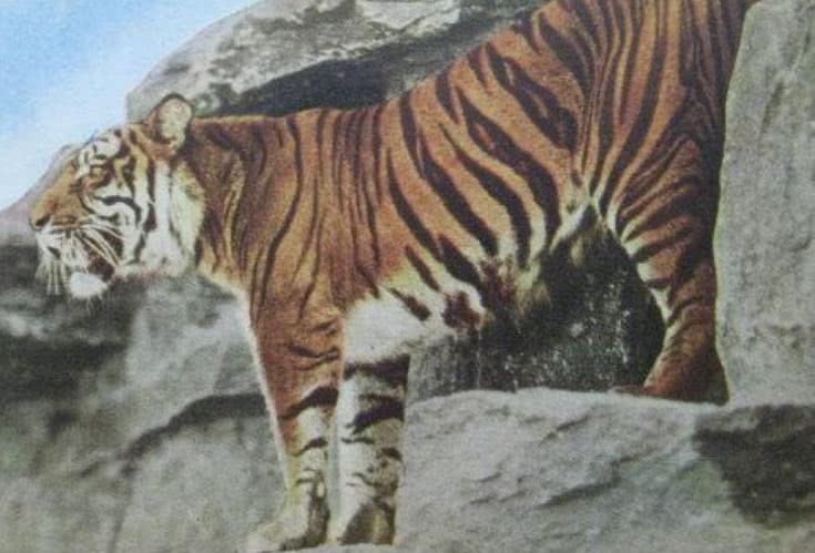 6种上个世纪灭绝的动物,第4种很大几率仍存在中国