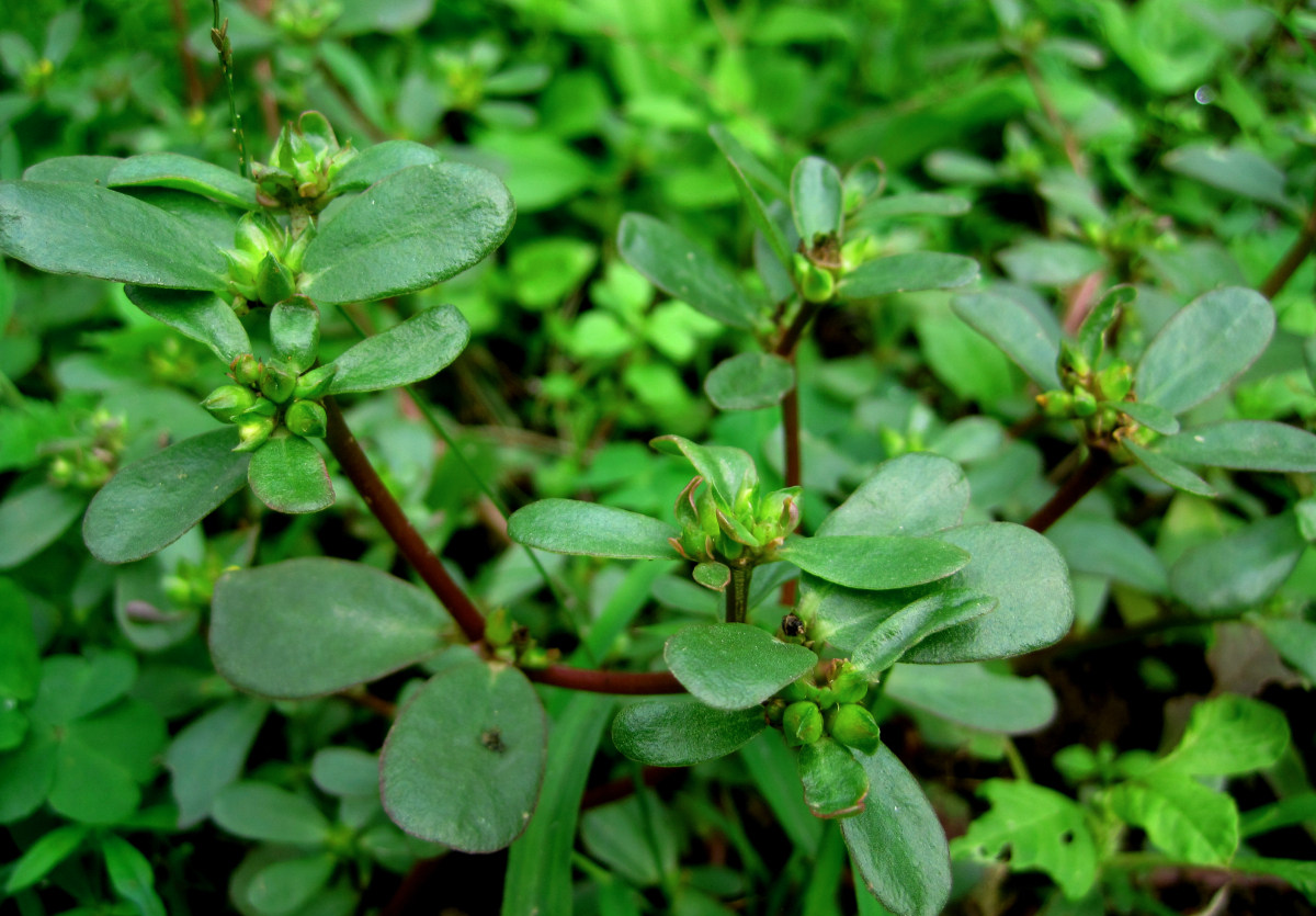 治痔疮很简单,可用此物加鸡蛋!简单又方便,关键是省钱!
