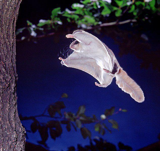 图看天空中来去自如的飞鼠, 跳跃一次飞行60米, 被捕杀面临灭绝