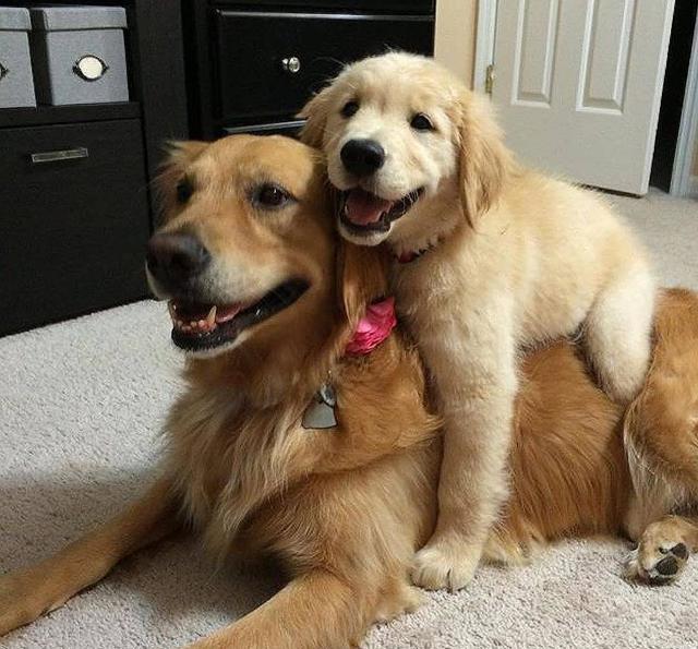 金毛犬和拉布拉多犬傻傻分不清?1分钟让你从此不再困扰