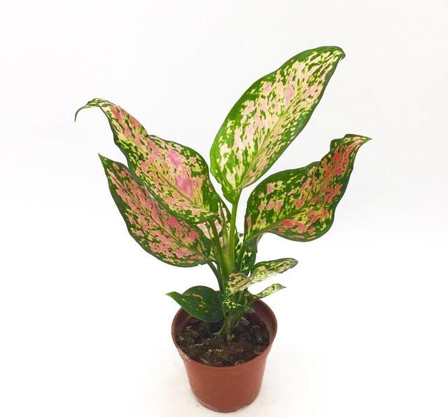 常见万年青品种大详解!粗肋草篇!