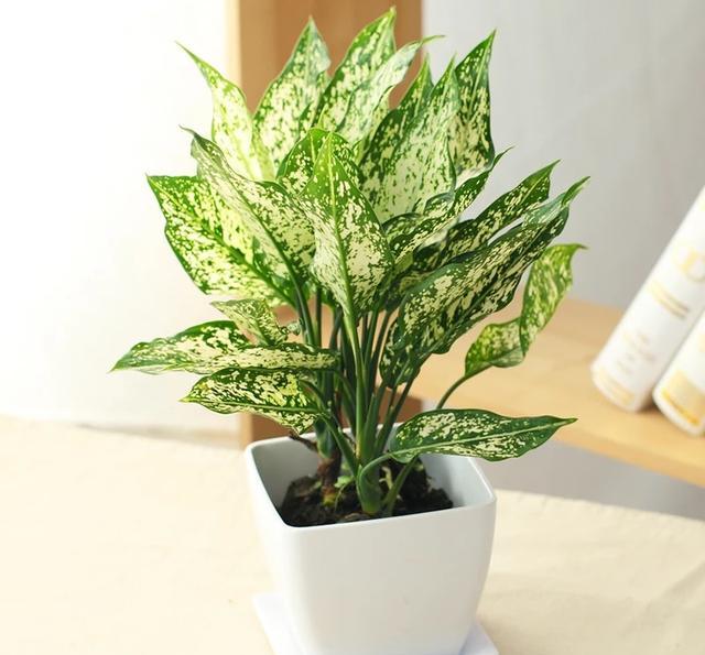 常见万年青品种大详解!粗肋草篇!