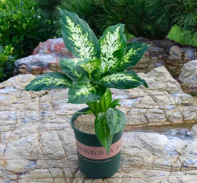 常见万年青品种大详解!粗肋草篇!