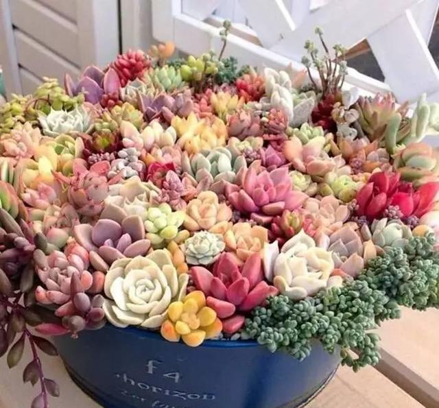 那些美翻的爆盆多肉,送给你做壁纸吧