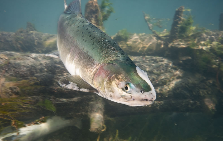 大马哈鱼竟可以跃过瀑布难道它们也想学鲤鱼跃龙门