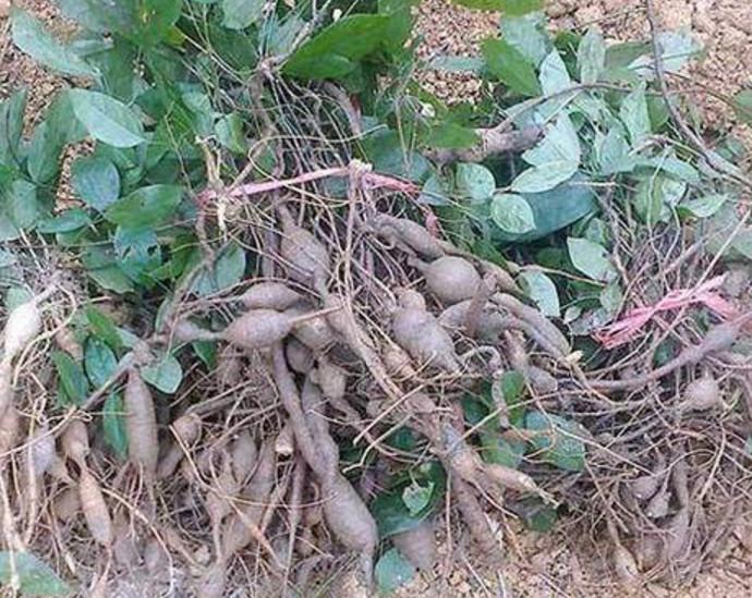 农村的这种罕见植物是补肾的佳品市场上一斤能卖上百元