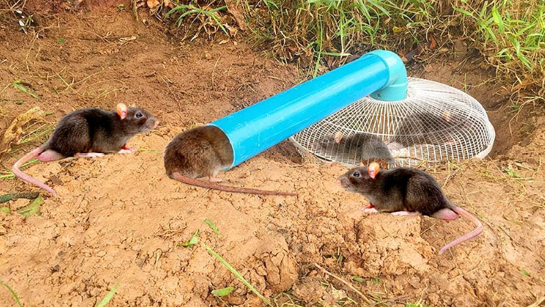 这捕鼠陷阱太厉害了!农村小伙制作陷阱,爱钻洞的老鼠逃不掉了