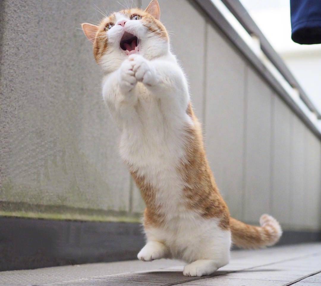 一只爱唱歌的橘子!