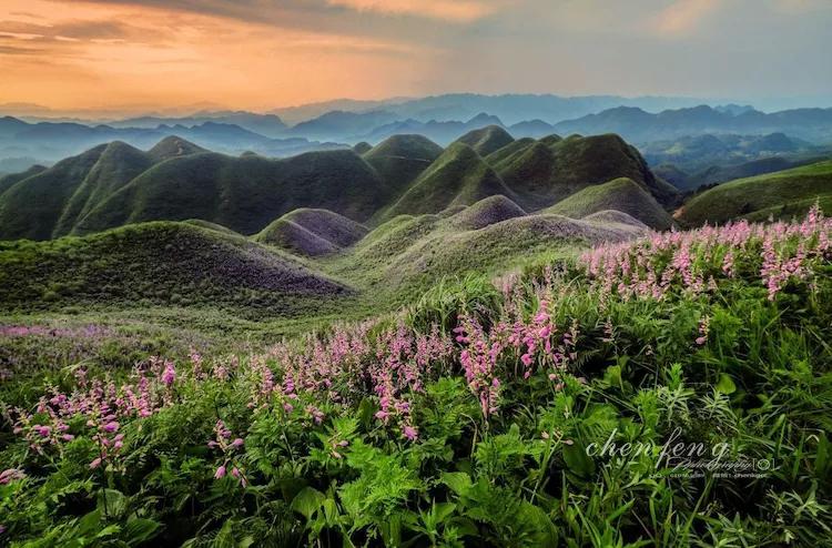 貴州大山深處,發現一處野生紫色玉簪花海,面積達三萬餘畝