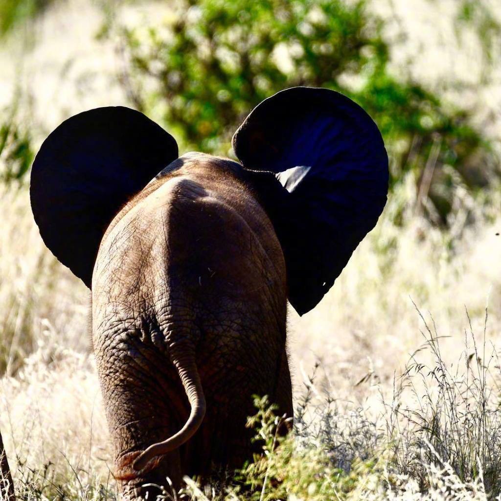 昨天是世界大象日ins网友们用可爱的小象宝宝照片刷了屏有点萌呀