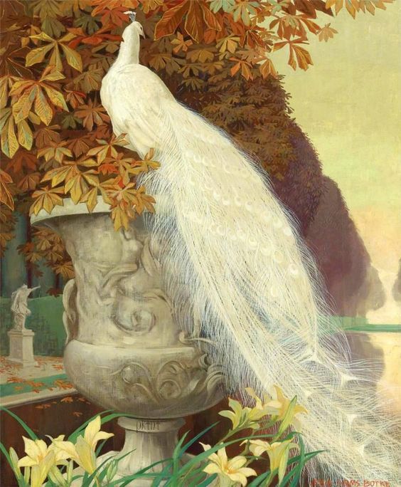 白孔雀jessiearmsbotke